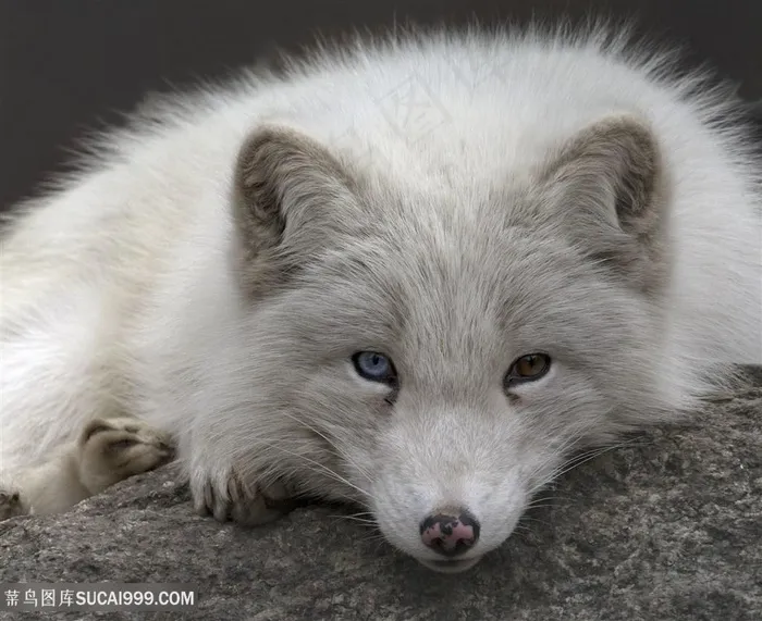 高清趴着的白狐动物图片