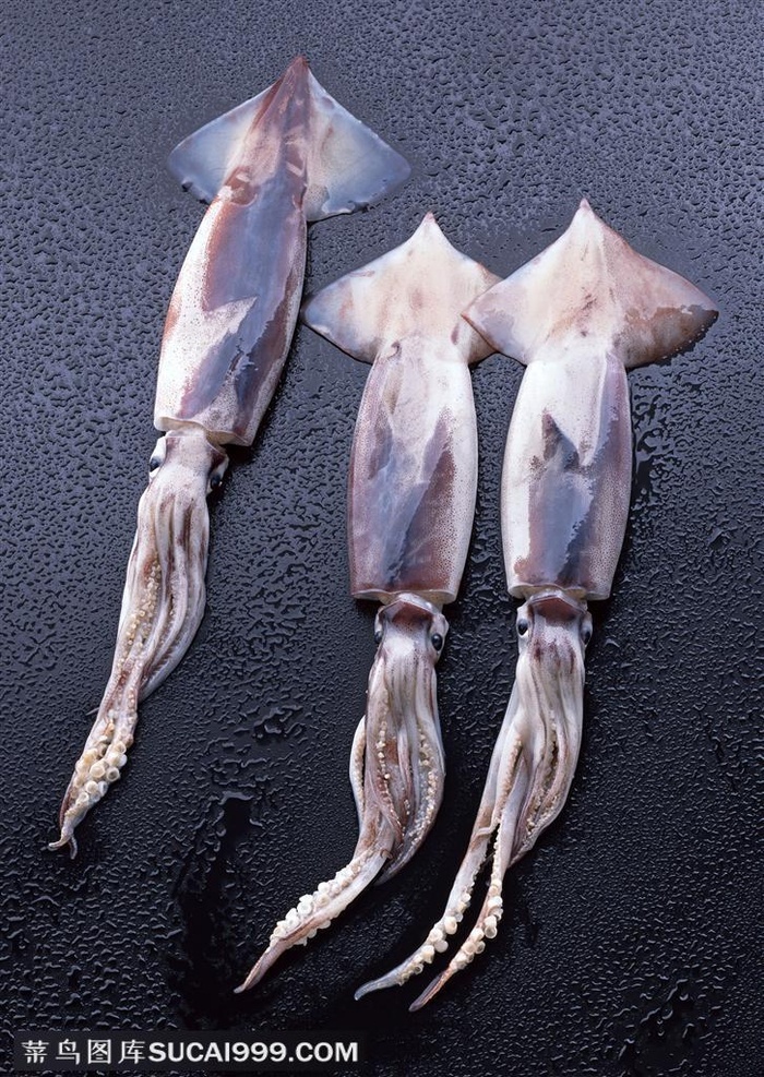 海底生物放在湿漉漉桌面上的三只鱿鱼