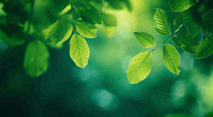 绿色树叶意境模糊光照叶子，春天夏日，春分立夏摄影图