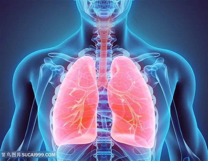 人体器官肺部透视高清图片人体器官图
