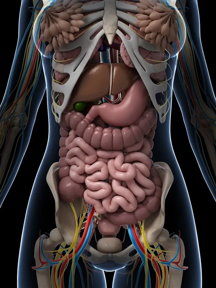 人体结构图大肠小肠图片