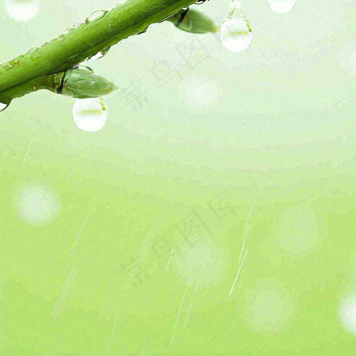 清新绿色春天绿芽叶子雨水露珠，春分谷雨摄影图