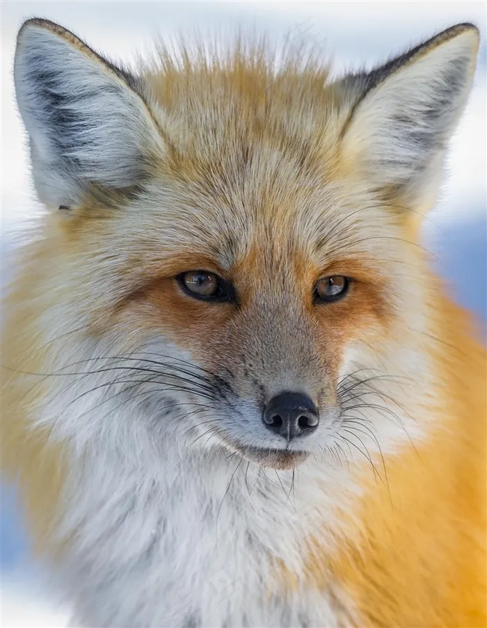 聪明的小狐狸图片动物大全