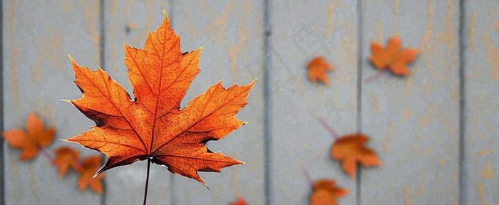 秋天红色秋叶简约特写，立秋秋分摄影图