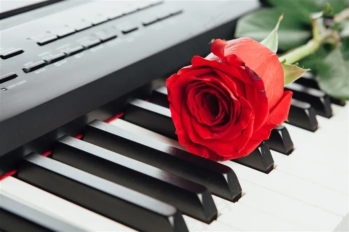 钢琴琴键上的红色玫瑰花朵图片素材