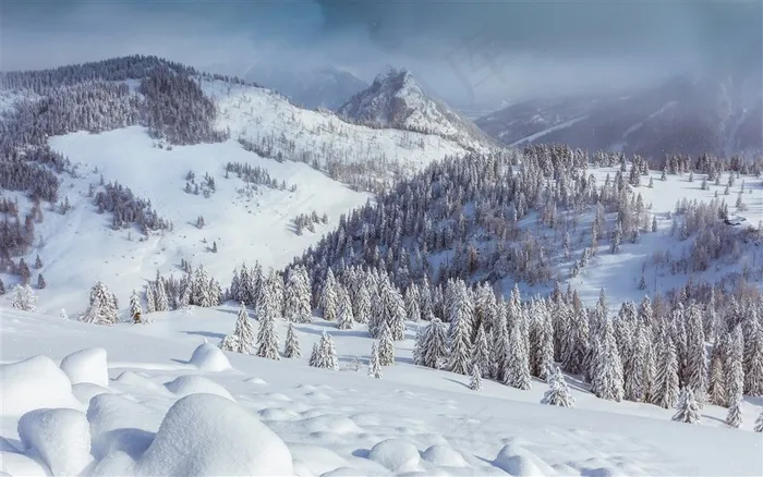 白雪皑皑的森林风景图片