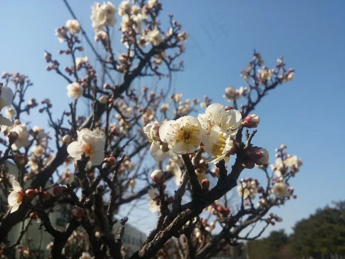 早春白色梅花图片