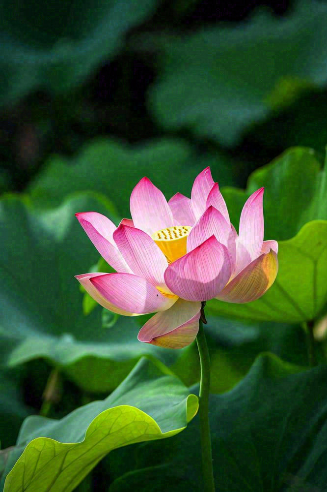 中国风夏日荷花荷叶大气特写摄影，大暑小暑夏至摄影图