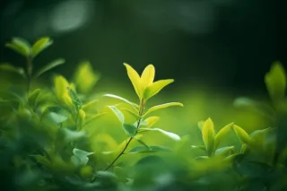 在田野中的绿叶的特写摄影图壁纸