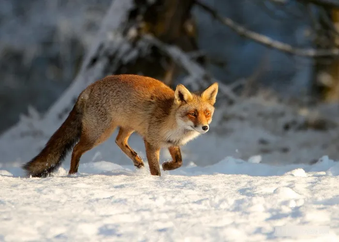 雪地上觅食的火狐狸