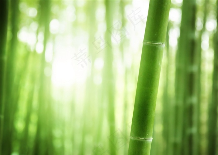 绿竹背景图片 菜鸟图库