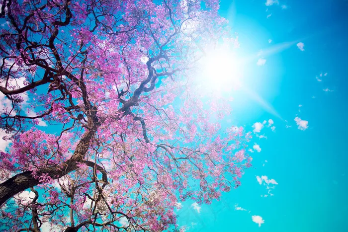 漂亮的樱花树图片下载