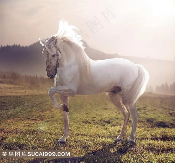 一匹白马高清图片
