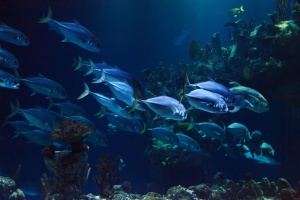 海底鱼群蓝色