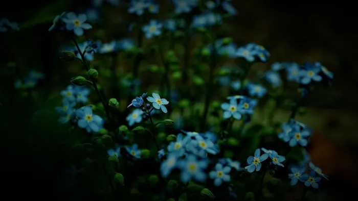 勿忘我, 蓝色的花,