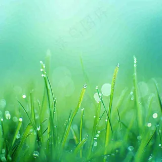 春天草地绿芽雨水露珠阳光，春分谷雨雨水白露摄影图