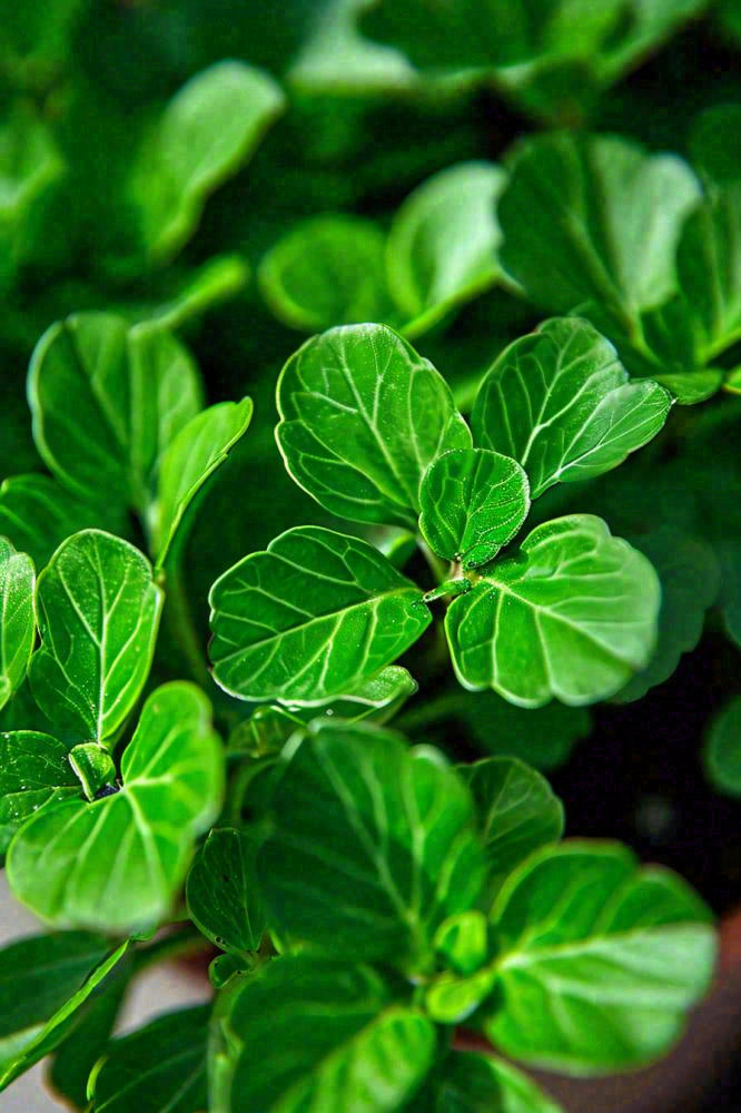 绿色新鲜茶叶绿叶摄影图