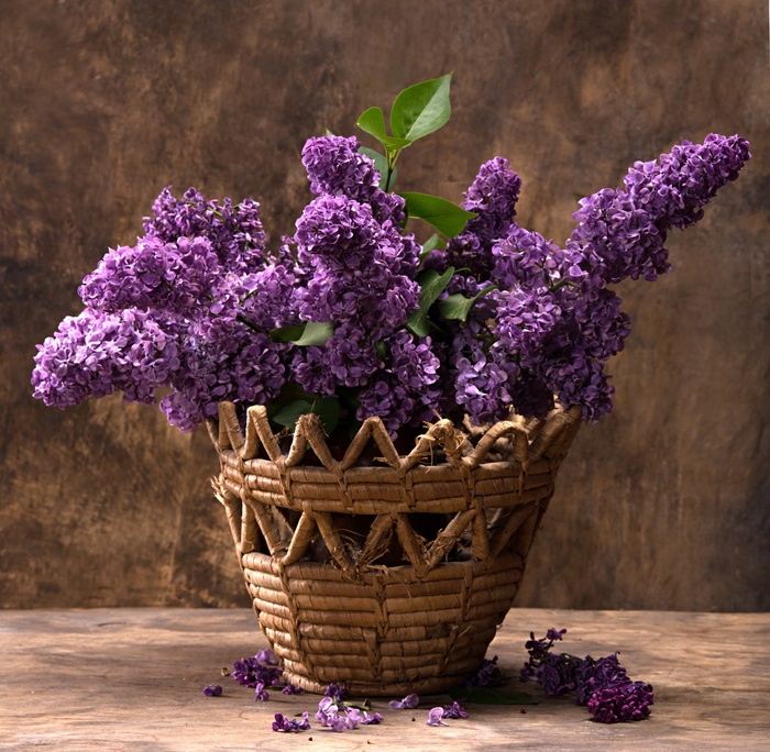 紫丁香花图片 菜鸟图库