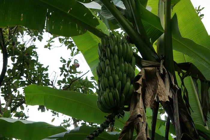 香蕉树绿色香蕉串图片