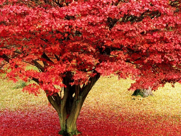 枫树叶很红