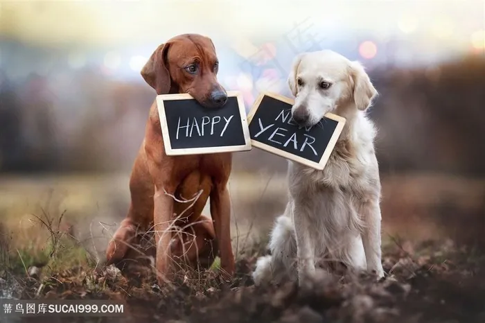 叼着新年快乐卡片的金毛狗狗图片