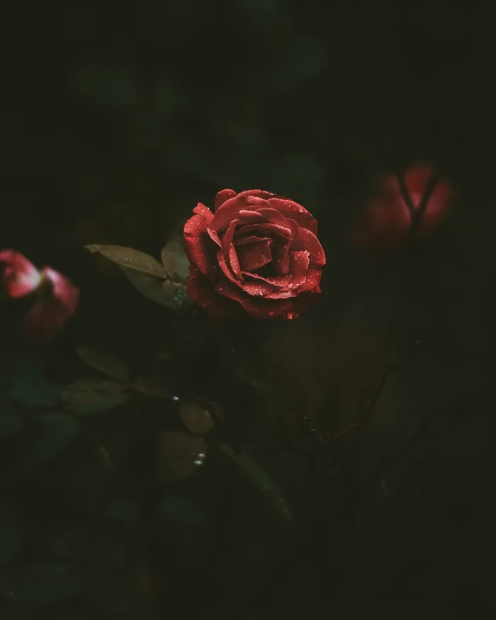  特写  红玫瑰 花 爱  花瓣 浪漫的 壁纸 背景