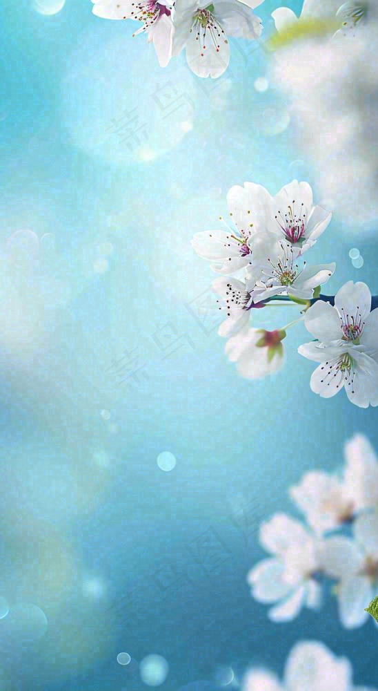 蓝色浪漫白色樱花花朵枝叶，立春惊蛰春分摄影图