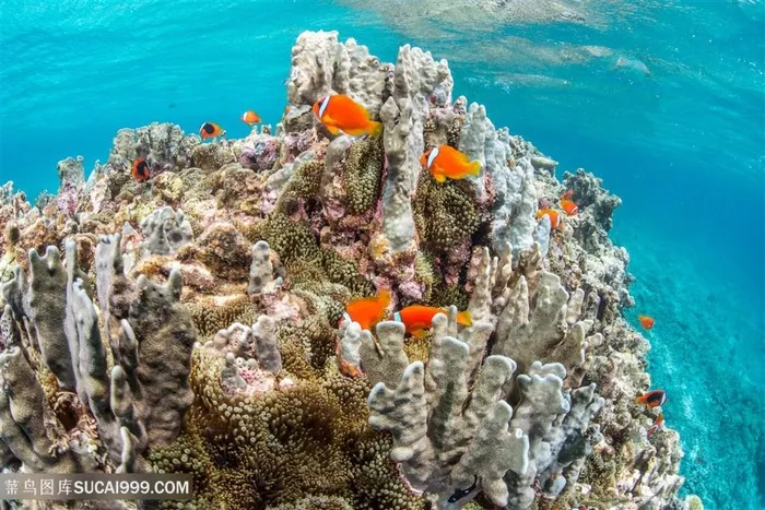 美丽的海底珊瑚鱼群高清图片