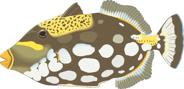 卡通动漫风动画动漫写实素描描摹动物海洋世界鱼5