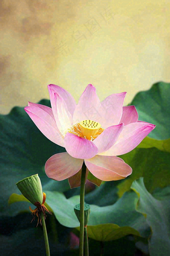 中国风夏日荷花荷叶大气特写摄影，大暑小暑夏至摄影图