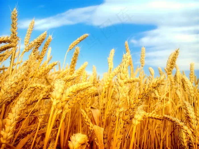 蓝天下的麦子写真素材高清摄影图片