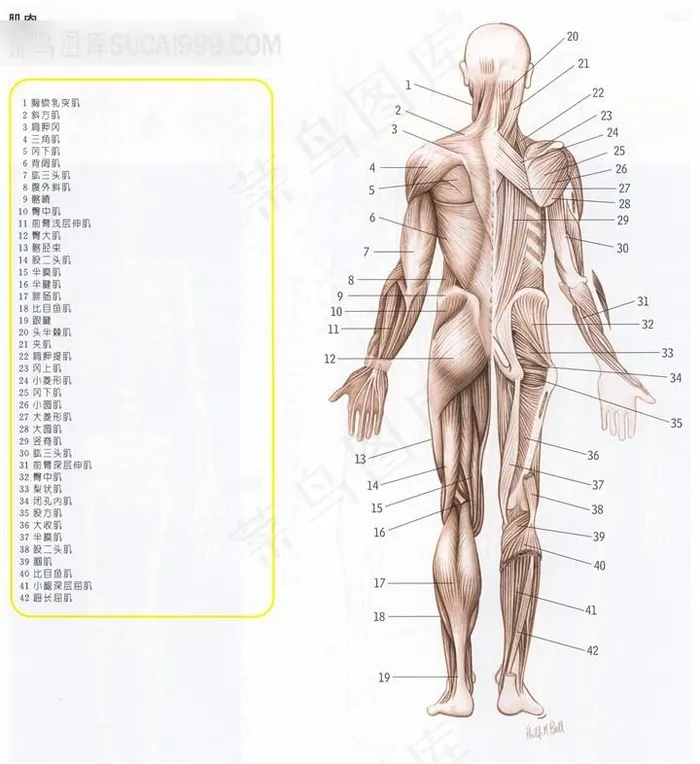 人体肌肉图片详解