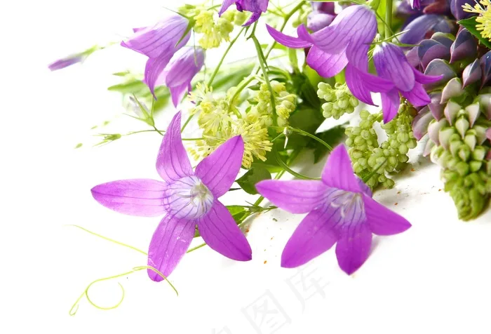 紫红色鲜花花束图片
