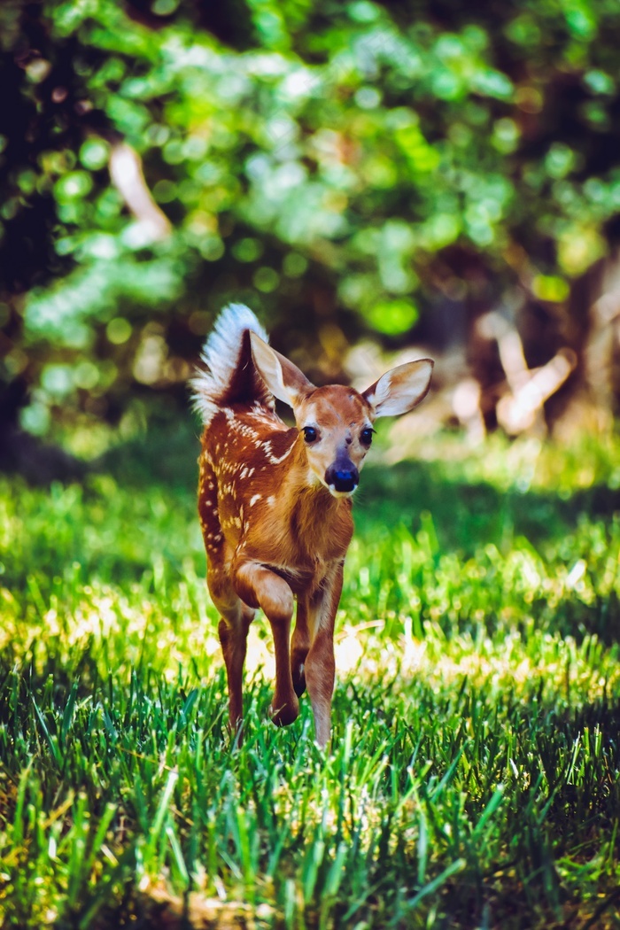 无角梅花鹿图片