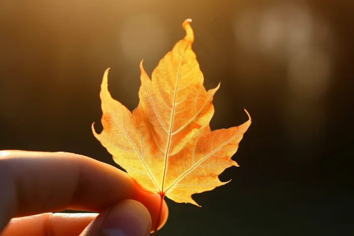 秋天黄叶手拿一片叶子摄影图