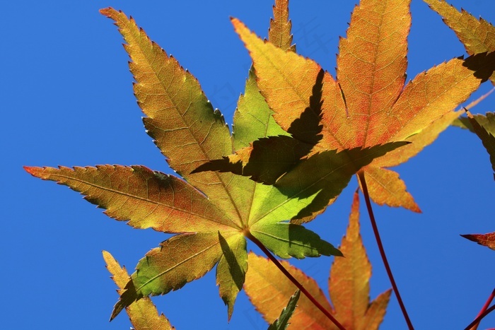 秋天枫树叶图片