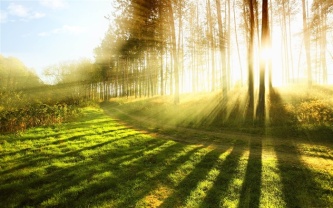 农业大自然和谐静谧清新阳光照在树木大森林绿草地上