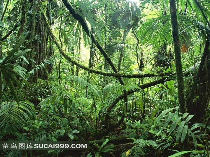热带雨林中藤蔓植物和蕨类植物