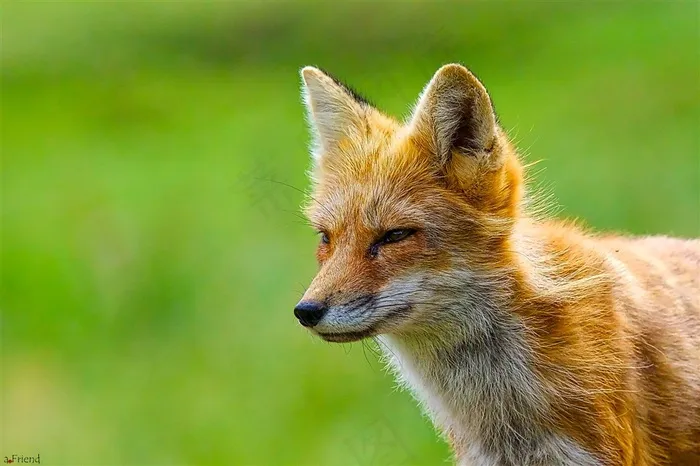 目视远方的红狐狸图片