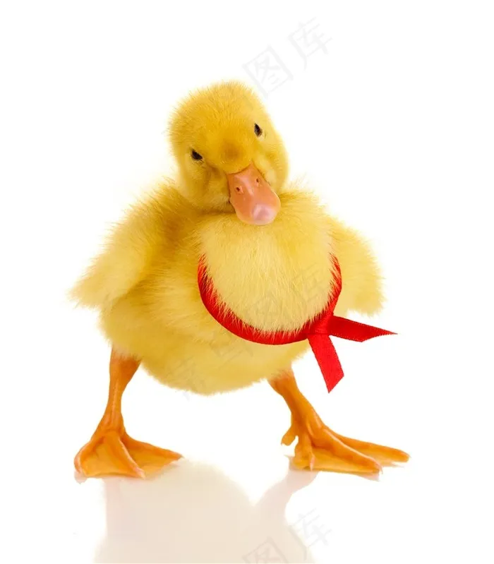 可爱的黄色鸭子图片