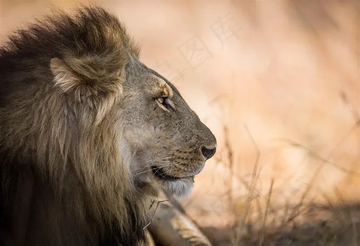 高清狮子头部特写唯美野生动物图片动物大全