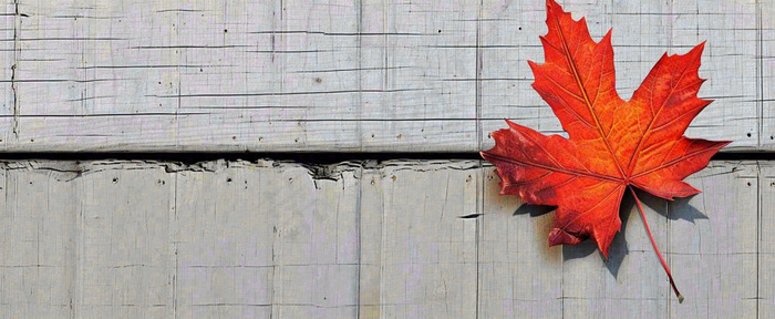 秋天红色秋叶简约特写，立秋秋分摄影图