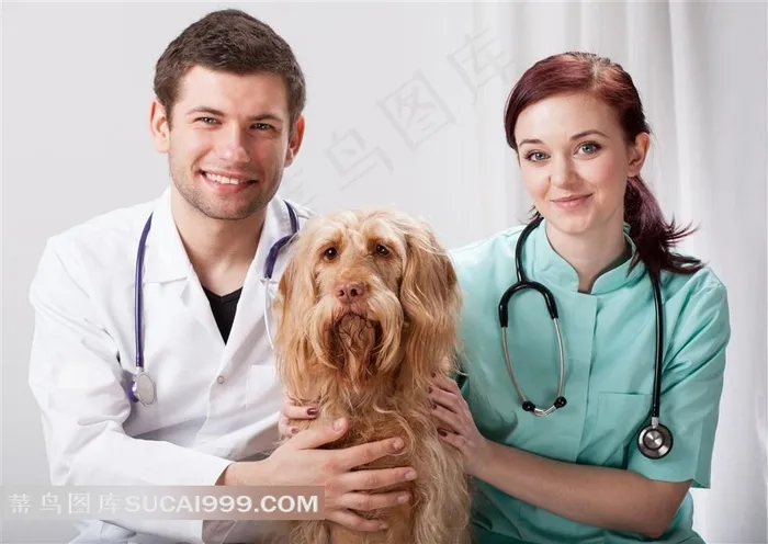 宠物狗与兽医高清摄影图片职场人物