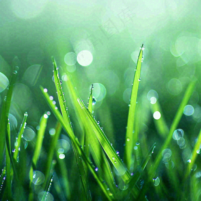 春天草地绿芽雨水露珠阳光，春分谷雨雨水白露摄影图