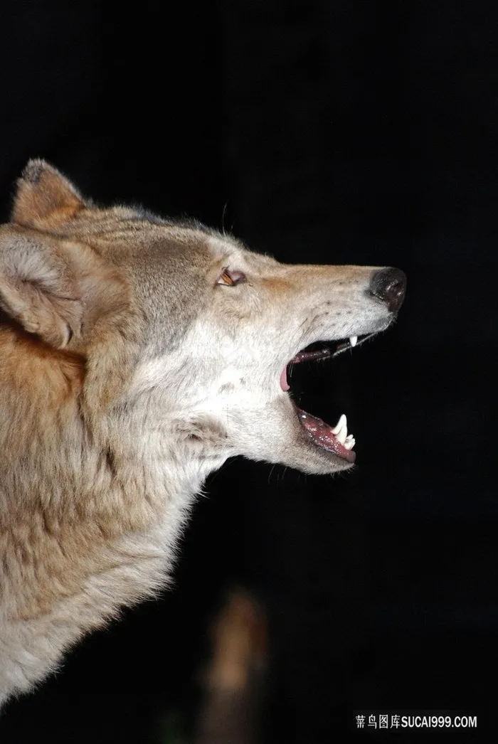 夜间咆哮的狼群狼王图片素材