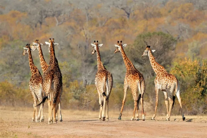 长颈鹿背影图片动物大全