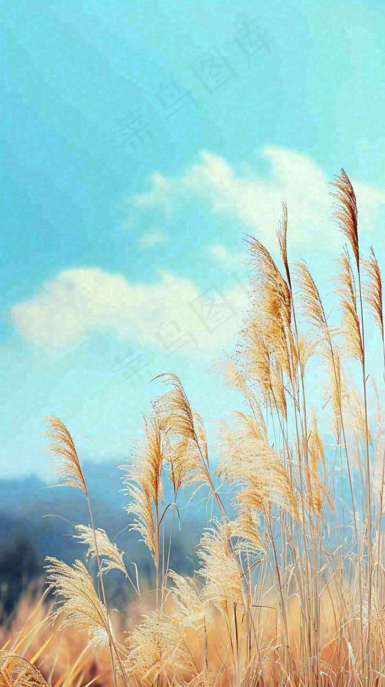 秋天蓝天户外芦苇草，立秋秋分摄影图