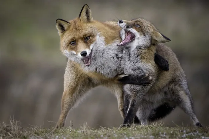 打架的狐狸图片动物大全