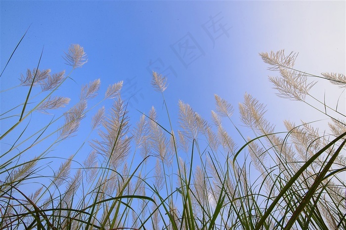 本素材作品名称为蓝天下的芦苇丛,素材编号是2470937, 						是一张