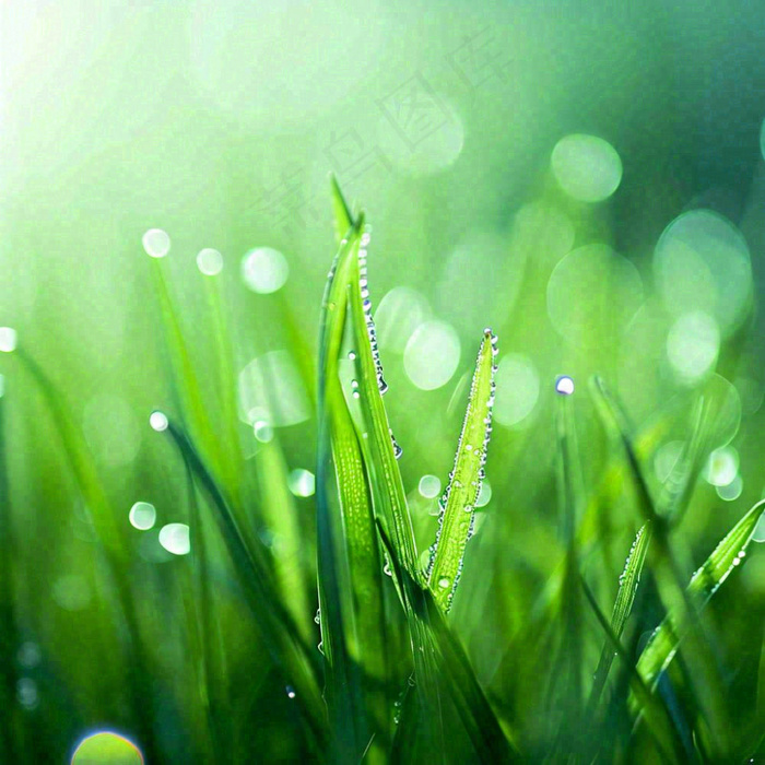 春天草地绿芽雨水露珠阳光，春分谷雨雨水白露摄影图